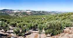 Andalusia Pledges Big Investment in Olive Sector
